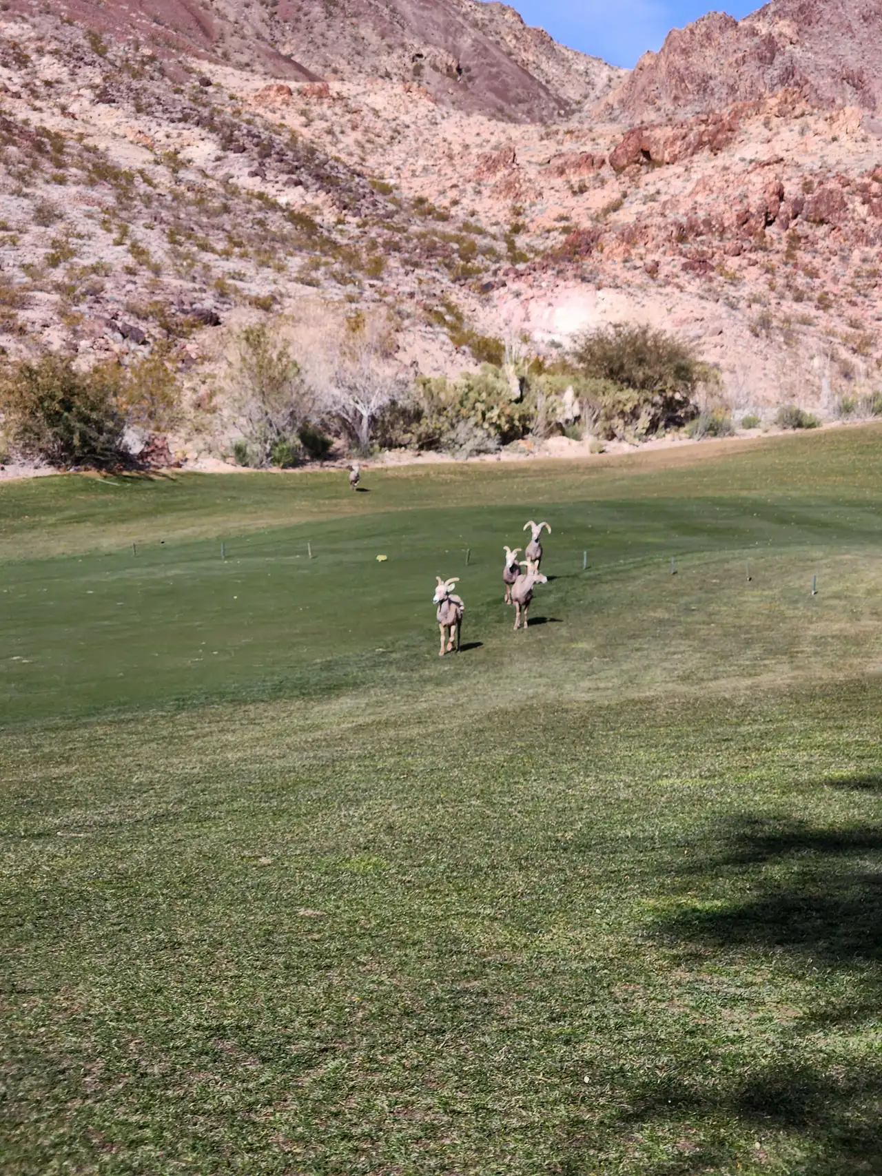 A herd of bighorn sheep on a fairway at Cascata Golf Club